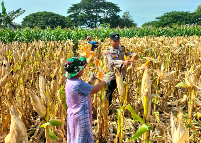 Bhabinkamtibmas Polsek Widodaren Monitoring Lahan Jagung Warga, Perkuat Ketahanan Pangan di Ngawi 