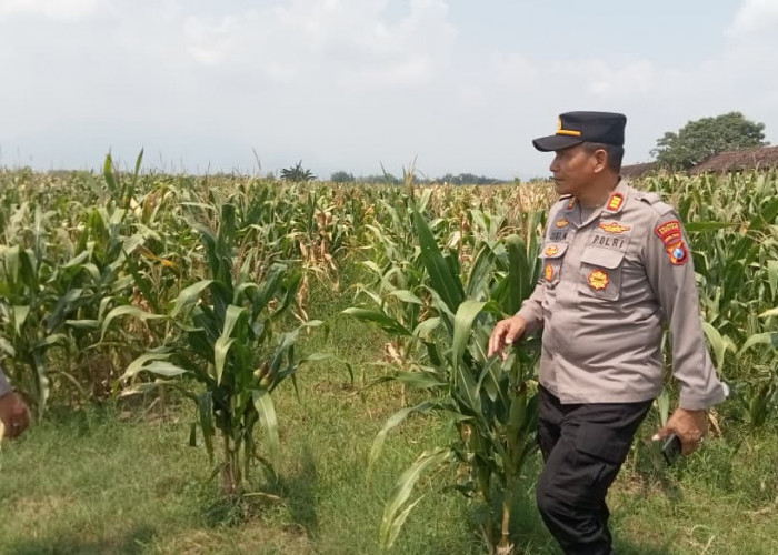 Dorong Swasembada Pangan, Kapolsek Prambon Tinjau Lahan Jagung Desa Bulang