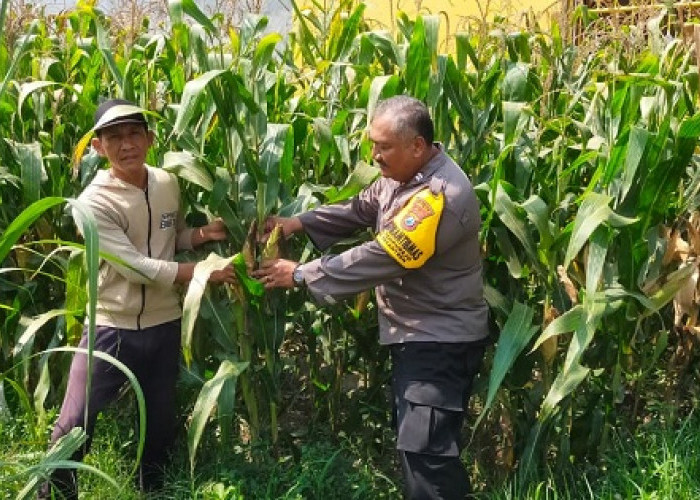 Demi Swasembada Pangan, Bhabinkamtibmas Tempurejo Rutin Pantau Lahan Jagung Kediri