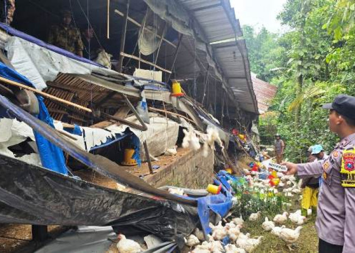 Polres Malang Dalami Unsur Kelalaian Robohnya Kandang Ayam di Wonosari
