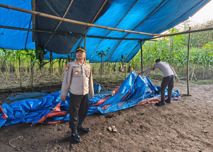 Respons Keluhan Warga, Polres Malang Bongkar Arena Sabung Ayam di Tengah Kebun Tebu Kalipare