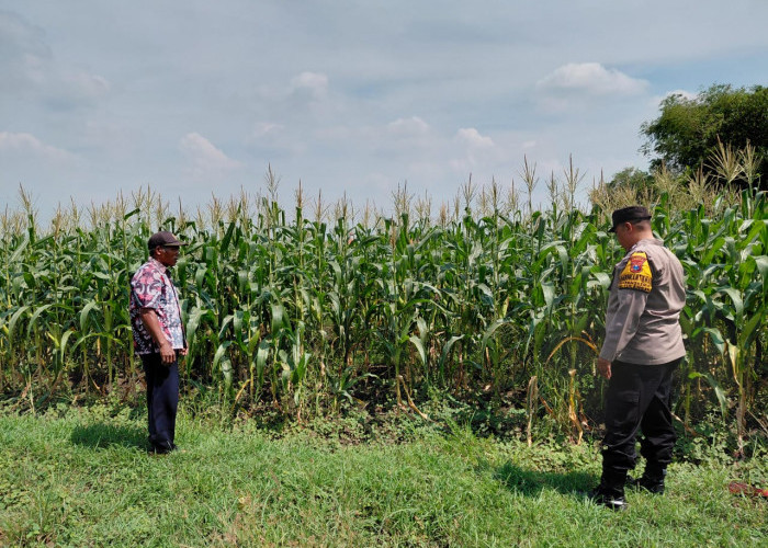Dukung Ketahanan Pangan, Polsek Tulangan Gandeng Petani Optimalkan Tanaman Jagung