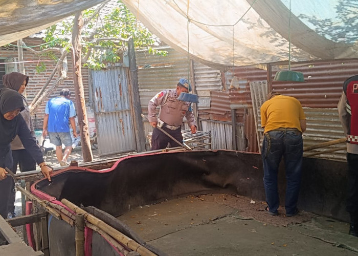 Polsek Krian Bongkar Arena Sabung Ayam di Ponokawan