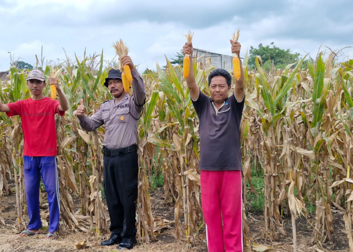 Polisi Cek Lahan Jagung, Siap Panen di Singkalan Balongbendo Sidoarjo