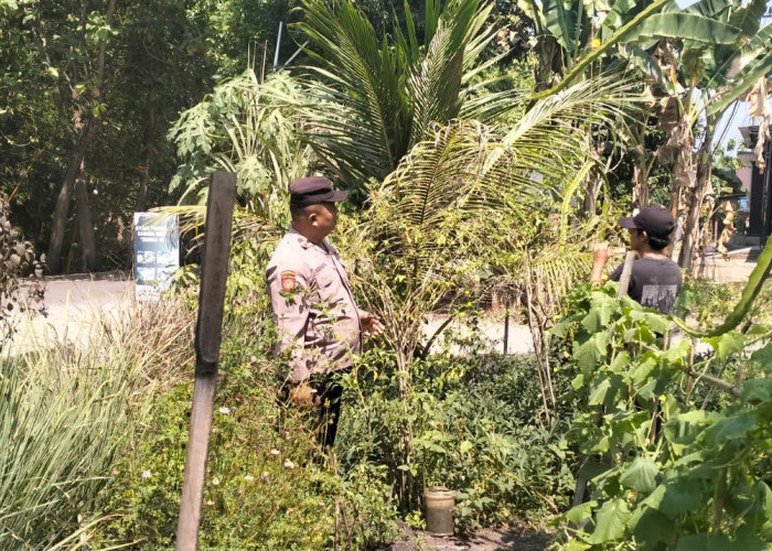 Bhabinkamtibmas Kedunggalar Monitoring Tanaman Cabai, Dukung Ketahanan Pangan Warga
