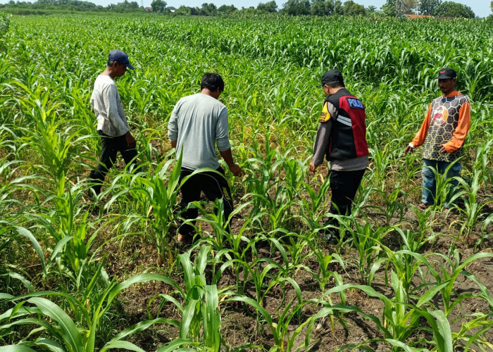 Polsek Balongbendo Semangati Petani untuk Keberhasilan Panen, Sukseskan Swasembada Pangan 