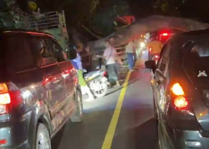 Truk Tertimpa Pohon Tumbang di Pantura Situbondo, Arus Lalin Sempat Macet