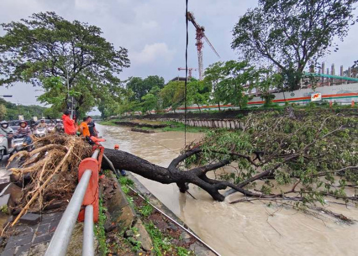 Hujan Angin Tumbangkan Pohon Trembesi Raksasa di Gunungsari Surabaya
