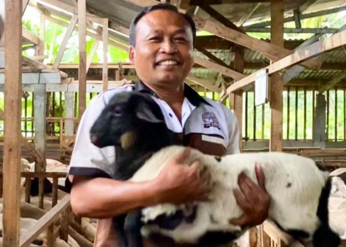 Siap Wujudkan Ekosistem Domba Terpadu, dari Susu hingga Rumah Potong