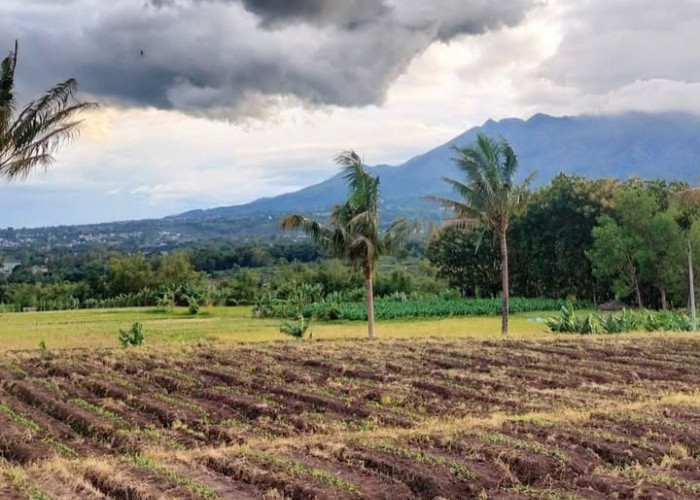 Petani Bisa Daftar di Platform Stroberi.id, Warga Bojonegoro Nilai Permudah Penjualan Hasil Panen