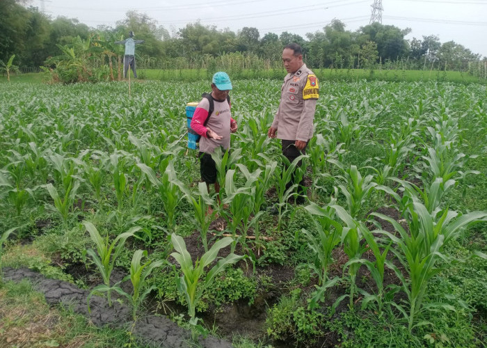 Bhabinkamtibmas Paron Monitoring Jagung Manis, Dukung Ketahanan Pangan Warga