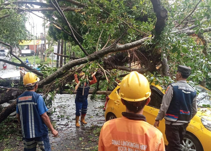 Dua Unit Mobil Jadi Korban Pohon Tumbang di Kota Malang