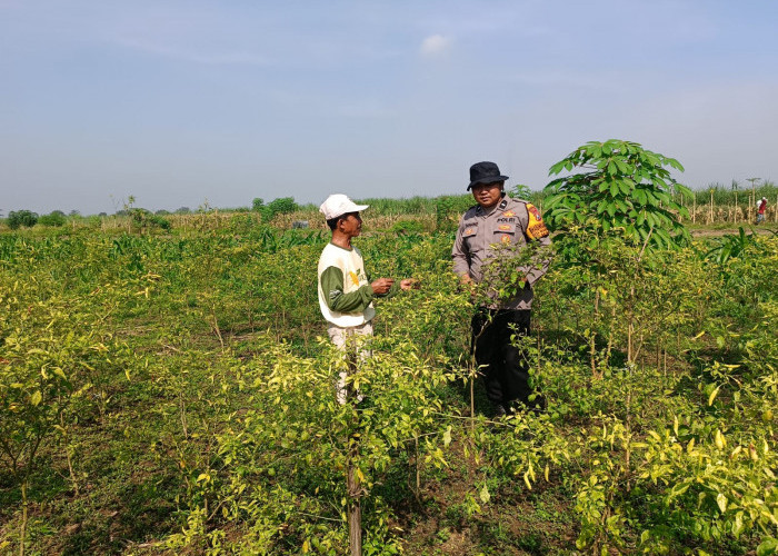 Pak Bhabin Waruberon Balongbendo Patroli Sambang Lahan Ketahanan Pangan P2B