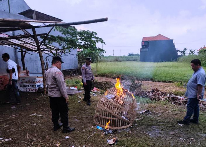 Aduan Warga soal Sabung Ayam di Kepadangan, Polsek Tulangan Bongkar Arena