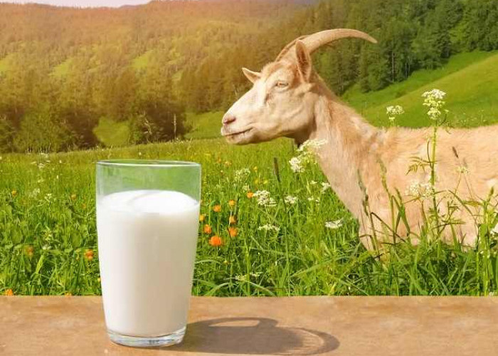 6 Manfaat Susu Kambing Etawa yang Perlu Diketahui