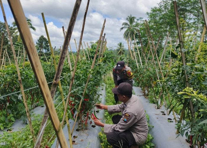 Bhabinkamtibmas Polsek Gucialit Dampingi Petani Cabai Sukseskan Ketahanan Pangan Lumajang