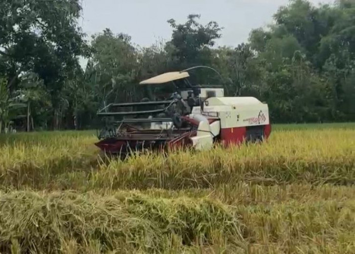 Capaian Serapan Gabah Bulog Madiun Hampir Tembus Target