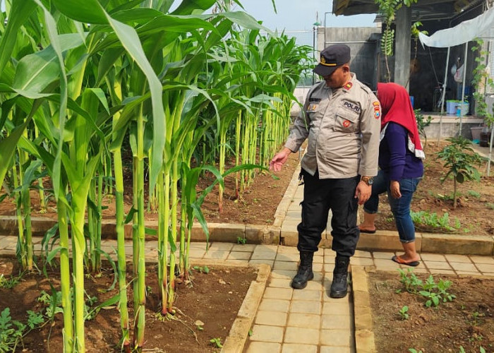 Polisi Pantau Lahan Jagung Desa Randegan, Ajak Petani Dongkrak Swasembada Pangan