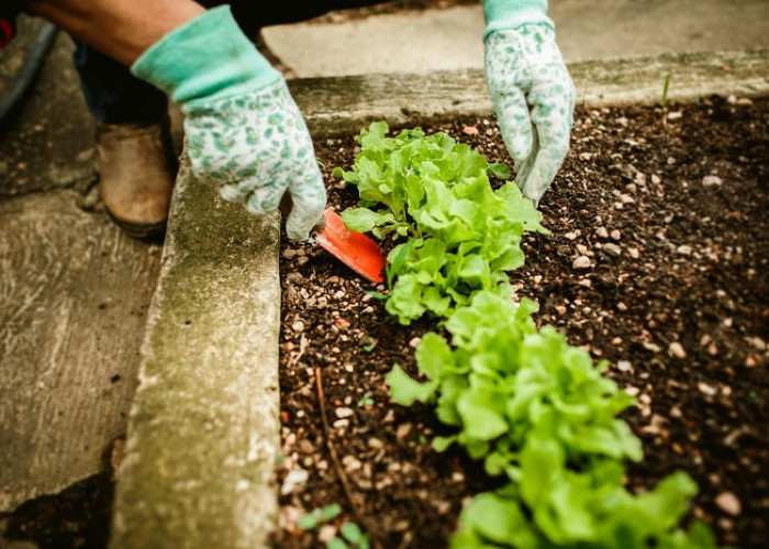 Tips Menanam Sayuran Agar Tetap Subur Meski Jarang Disiram Saat Cuaca Panas