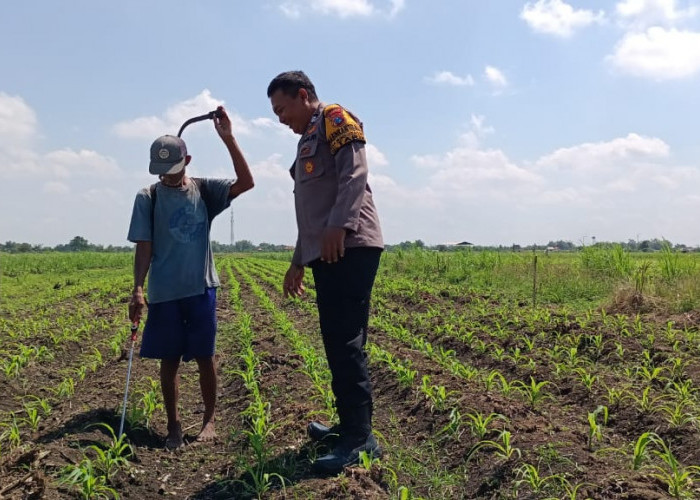 Polsek Tarik Gelar Patroli Lahan Jagung Dukung Ketahanan Pangan