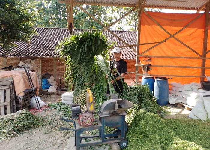 Kisah Pengusaha Pakan Ternak dari Ponorogo Ini Buktikan KUR BRI Bisa Bikin Usaha Berkembang