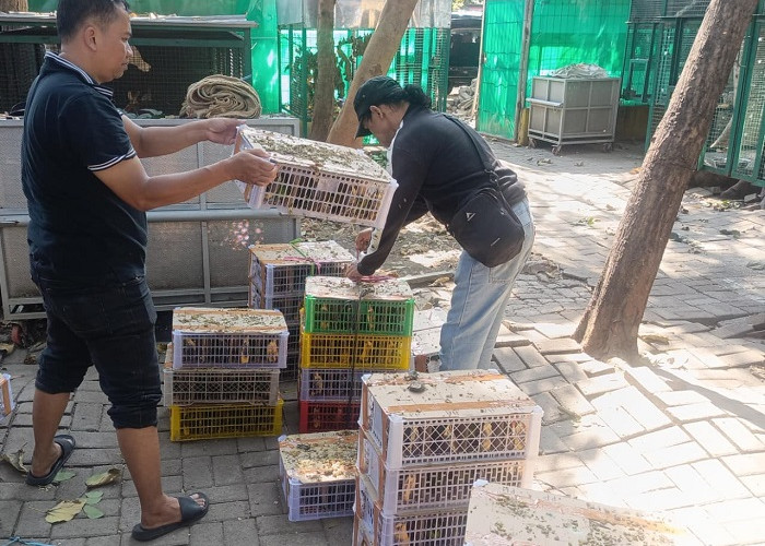 Barantin Gagalkan Penyelundupan 184 Burung di Pelabuhan Tanjung Perak Surabaya