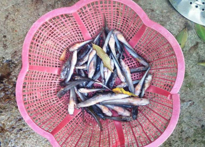 Ribuan Ikan Lele Mati Mendadak di Pasuruan