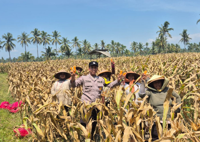 Polsek Candipuro Aktif Dukung Ketahanan Pangan Nasional, Pantau Langsung Panen Jagung Warga