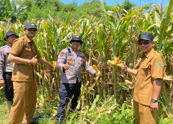 Polresta Sidoarjo Gelorakan Swasembada Pangan, Dampingi Warga Kelola Jagung Hibrida