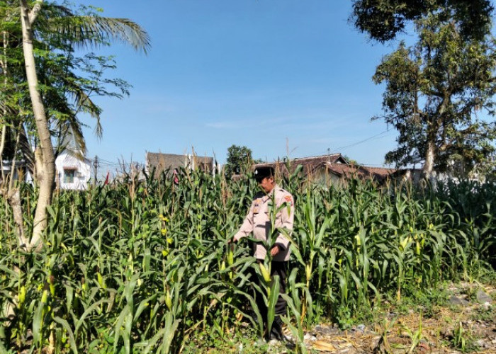 Kapolsek dan Bhabinkamtibmas Polsek Jatiroto Turun Langsung Dukung Swasembada Pangan