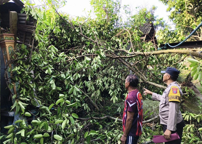 Pohon Tumbang Timpa Rumah Warga di Sine, Polisi Ngawi Bersama Relawan Gerak Cepat Evakuasi