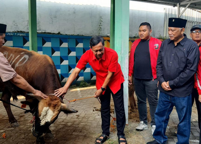 Wujud Kepedulian, PDI Perjuangan Ngawi Salurkan 2 Ekor Sapi Kurban di Kemenag dan Dusun Pakolan 