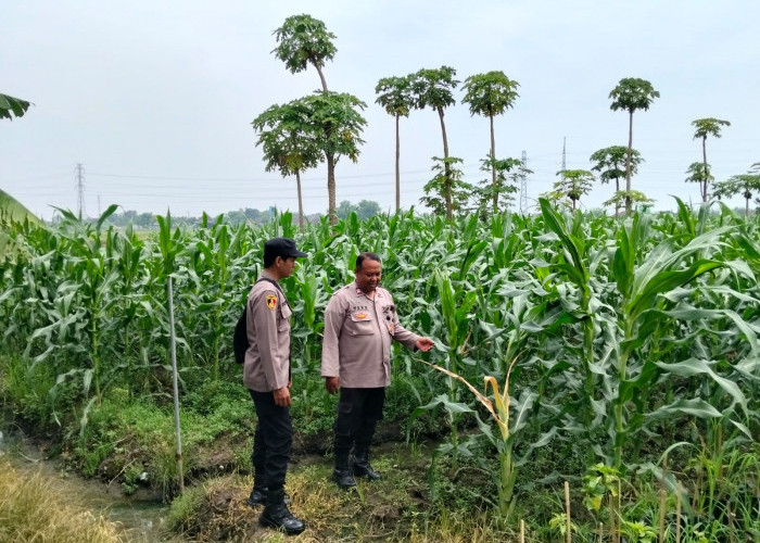 Perkuat Ketahanan Pangan, Polsek Jabon Cek Perkembangan Tanaman Jagung