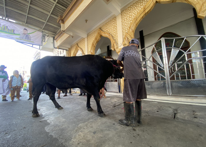 Iduladha 1447 H, Sapi Banpres Prabowo Seberat 850 Kg Dipilih dari Peternak Lokal Surabaya