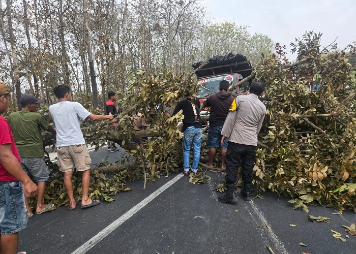 Polsek Mantup dan Warga Evakuasi Pohon Tumbang Tutup Jalan Raya Wringinanom