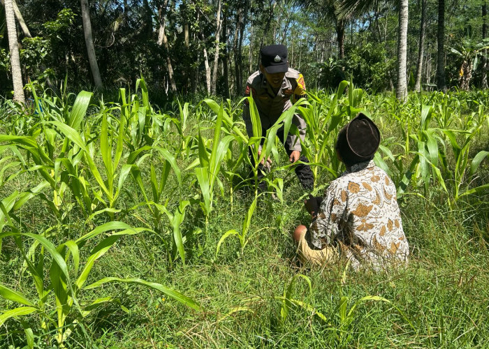 Dukung Swasembada Pangan, Polsek Ranuyoso Pantau Tanaman Jagung di Bulutangkur