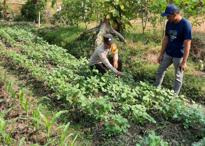 Dukung Ketahanan Pangan Warga, Bhabinkamtibmas Polsek Kedunggalar Ngawi Pantau Pekarangan Sayur