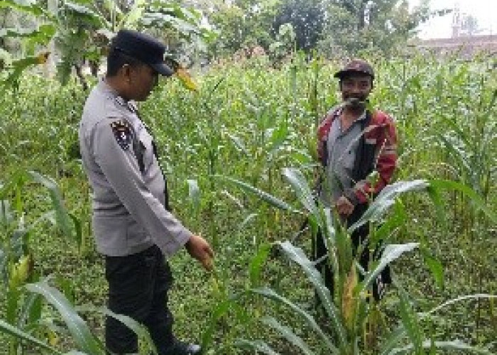 Dorong Kemandirian Pangan Desa, Polsek Ranuyoso Pantau Perkembangan Tanaman Jagung Warga