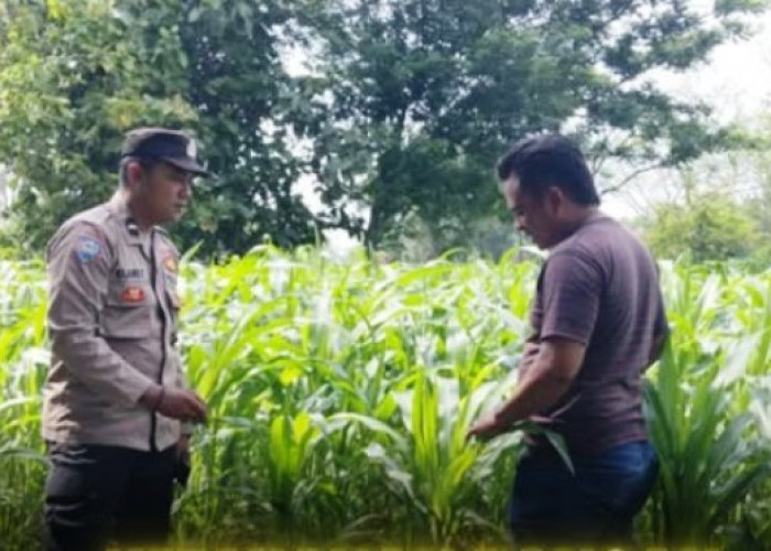 Dukung Misi Ketahanan Pangan, Polsek Kwanyar Edukasi Petani Desa Ketetang