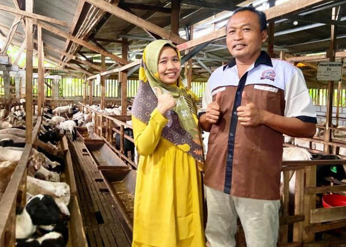 Peternak Domba Malang Sukses Berkat Modal Tanpa Jaminan, Dukungan bank bjb Jadi Titik Balik