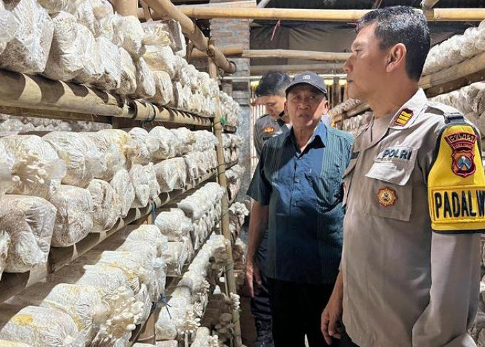 Polsek Kepung Gandeng Warga Budidayakan Jamur Tiram, Wujudkan Ketahanan Pangan Lokal