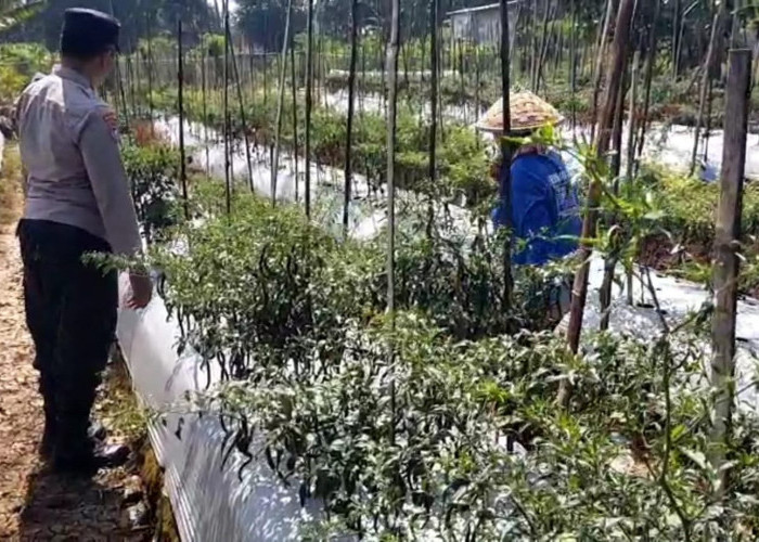 Bhabinkamtibmas Sine Dorong Warga Manfaatkan Pekarangan untuk Ketahanan Pangan