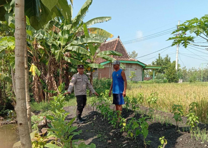 Bhabinkamtibmas Jatirejo Pantau Budidaya Terong, Dorong Ketahanan Pangan Keluarga 