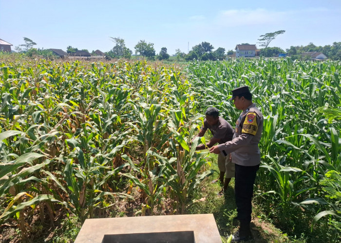 Bhabinkamtibmas Desa Petok Gencar Motivasi Petani Tingkatkan Hasil Produksi Jagung