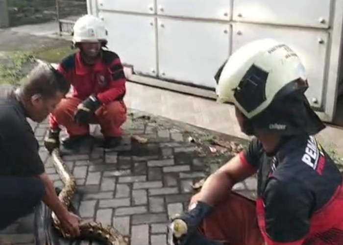 Ular Piton Berukuran Besar Kembali Muncul di Pemukiman, Sudah 5 Kali Terjadi?