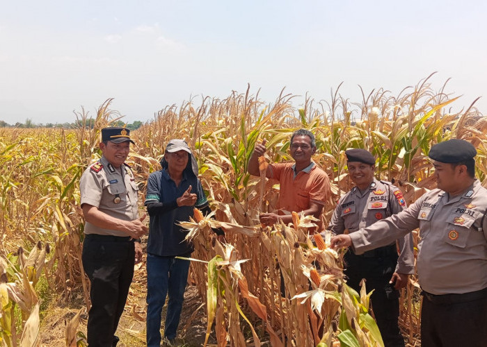 Kapolsek Prambon Cek Perkembangan Tanaman Jagung