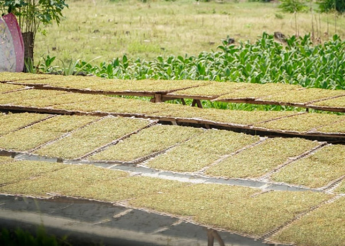 Harga Tembakau Lamongan Tembus Rp52 Ribu, Petani Dibayangi Kekeringan