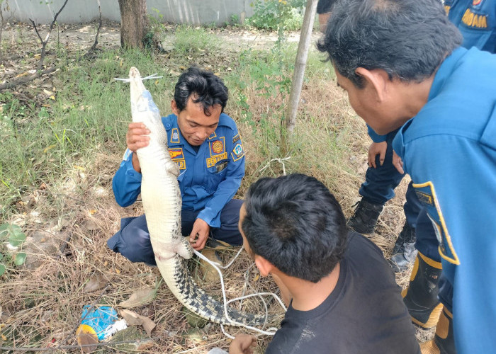 Niat Jebak Biawak, Warga Gresik Malah Dapat Buaya, Berakhir Lapor Damkar