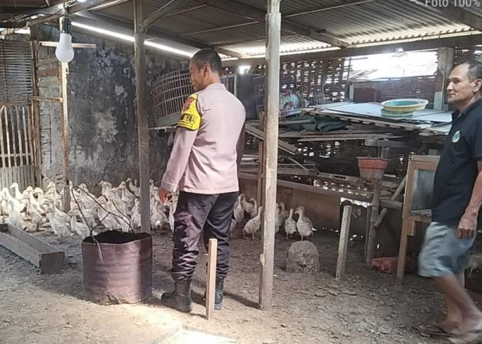 Dukung Ketahanan Pangan, Bhabinkamtibmas Lakarsantri Sambangi Peternak yang Sukses Optimalkan Lahan Terbatas