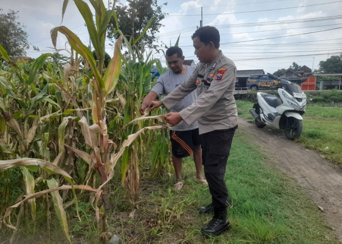 Optimalkan Ketahanan Pangan, Polisi Pantau Perkembangan Tanaman Jagung di Desa Bulang 